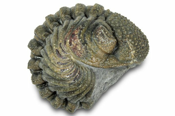Wide Enrolled Morocops Trilobite - Morocco #323198